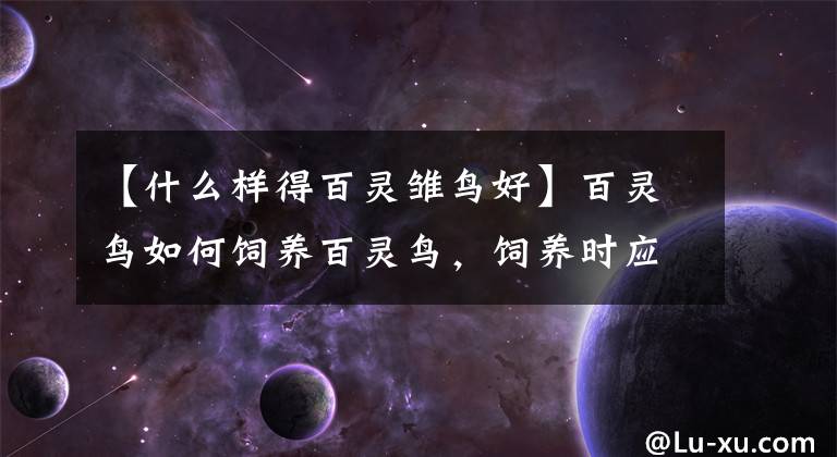 【什么样得百灵雏鸟好】百灵鸟如何饲养百灵鸟，饲养时应注意的事项？文章配图