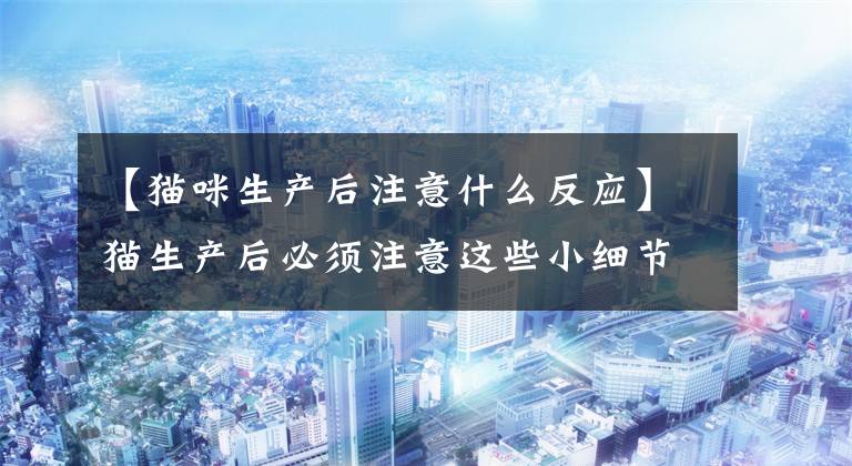 【猫咪生产后注意什么反应】猫生产后必须注意这些小细节，用合格的铲屎官制作。文章配图