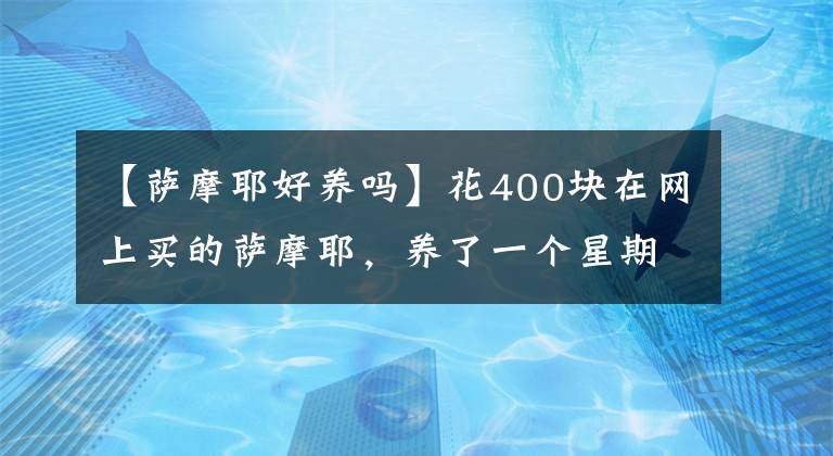 【萨摩耶好养吗】花400块在网上买的萨摩耶，养了一个星期，噩梦开始了