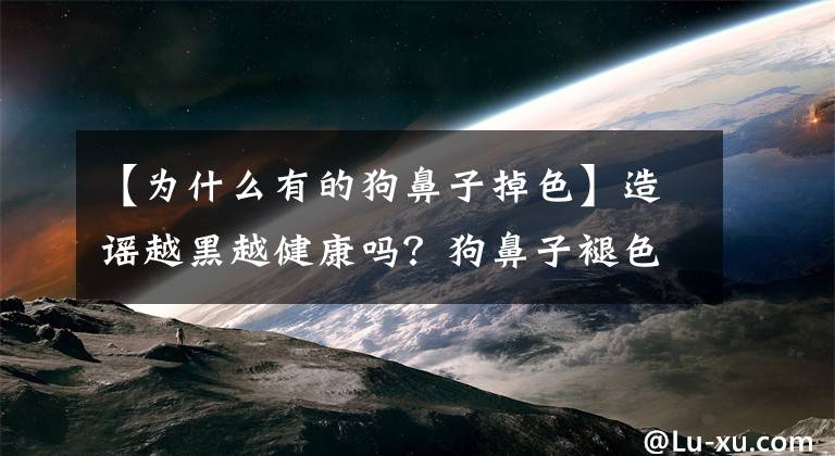 【为什么有的狗鼻子掉色】造谣越黑越健康吗？狗鼻子褪色并不意味着会生病或受照明等因素的影响。文章配图