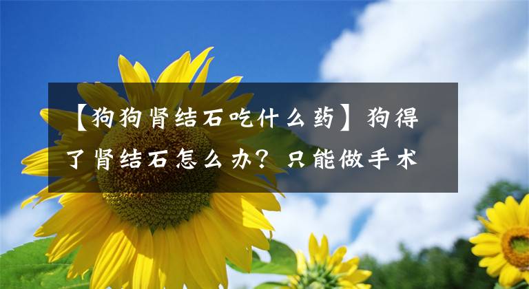 【狗狗肾结石吃什么药】狗得了肾结石怎么办？只能做手术吗？这些误会你知道吗？