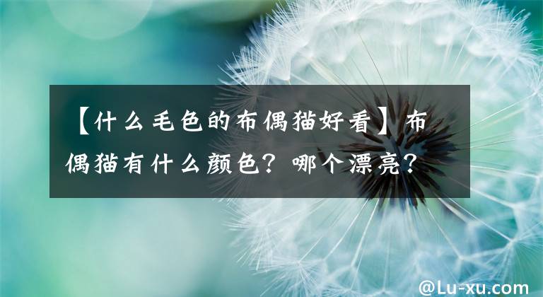 【什么毛色的布偶猫好看】布偶猫有什么颜色？哪个漂亮？文章配图