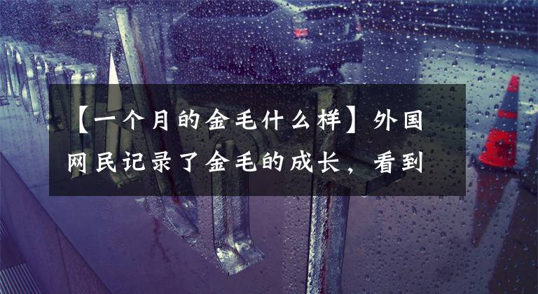【一个月的金毛什么样】外国网民记录了金毛的成长，看到小奶小狗成长为小天使！文章配图