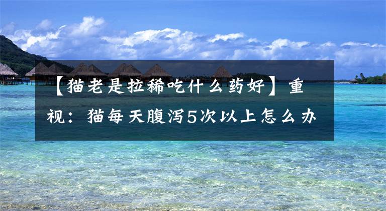 【猫老是拉稀吃什么药好】重视：猫每天腹泻5次以上怎么办？猫一天腹泻五次。文章配图