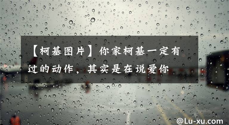 【柯基图片】你家柯基一定有过的动作，其实是在说爱你