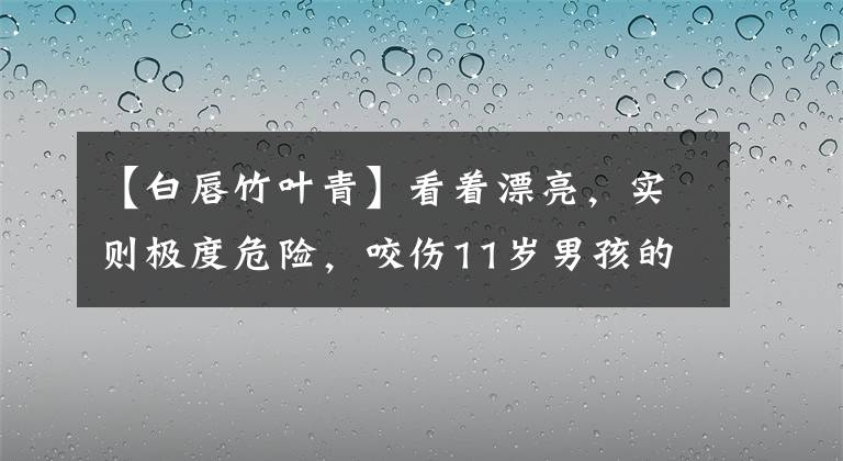 【白唇竹叶青】看着漂亮，实则极度危险，咬伤11岁男孩的“小青蛇”什么来头？