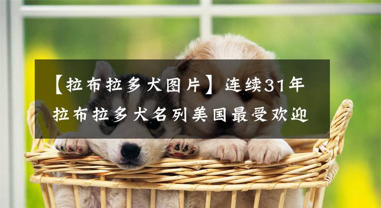 【拉布拉多犬图片】连续31年 拉布拉多犬名列美国最受欢迎小狗