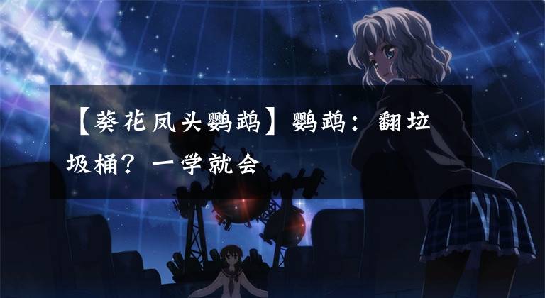 【葵花凤头鹦鹉】鹦鹉：翻垃圾桶？一学就会