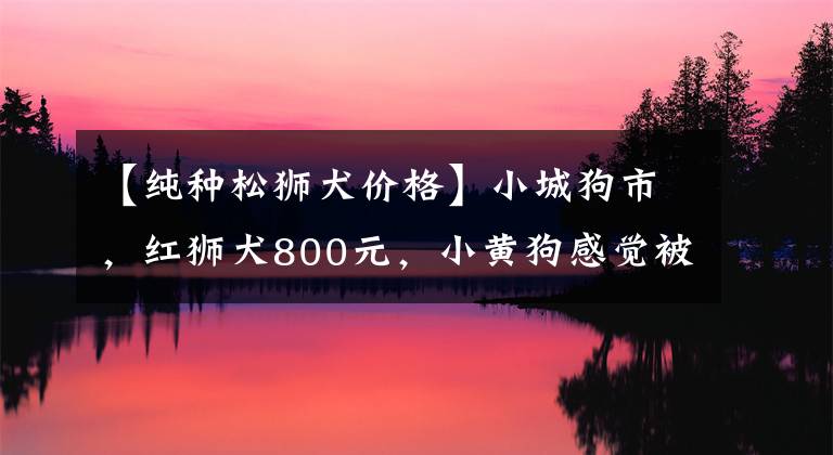 【纯种松狮犬价格】小城狗市，红狮犬800元，小黄狗感觉被主人卖掉，一脸惊恐