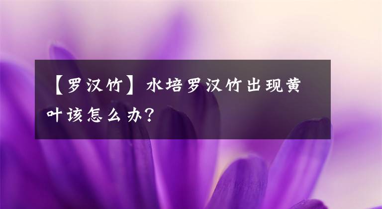 【罗汉竹】水培罗汉竹出现黄叶该怎么办？