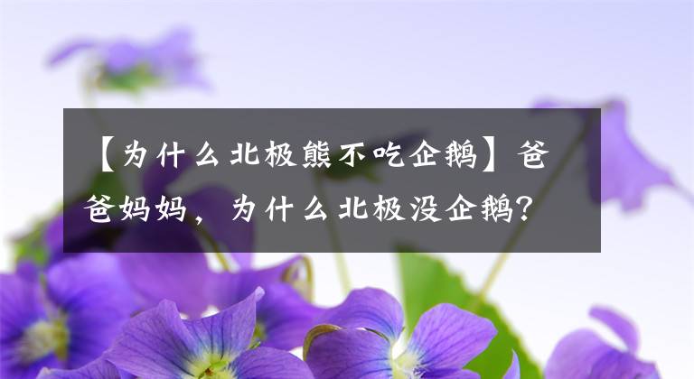 【为什么北极熊不吃企鹅】爸爸妈妈，为什么北极没企鹅？南极没有北极熊？