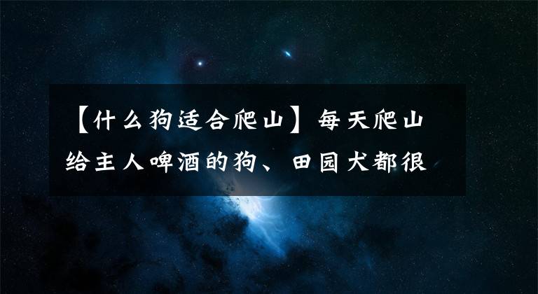 【什么狗适合爬山】每天爬山给主人啤酒的狗、田园犬都很懂事，真可惜文章配图