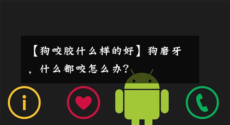 【狗咬胶什么样的好】狗磨牙，什么都咬怎么办？文章配图