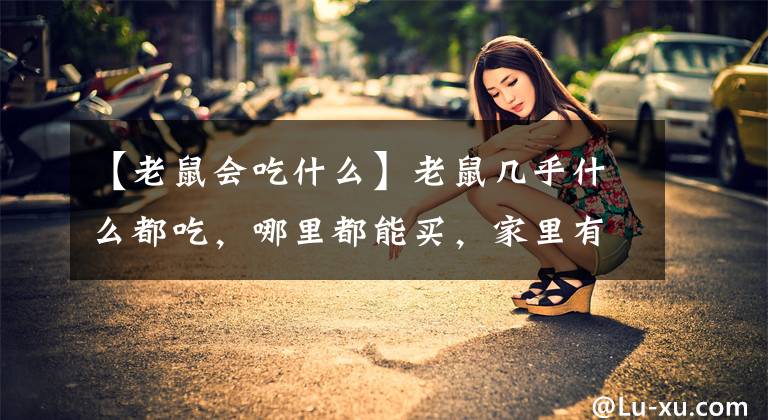 【老鼠会吃什么】老鼠几乎什么都吃，哪里都能买，家里有老鼠怎么办才好？文章配图