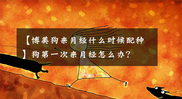 【博美狗来月经什么时候配种】狗第一次来月经怎么办？文章配图