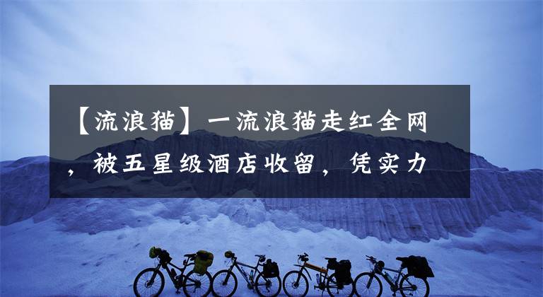 【流浪猫】一流浪猫走红全网，被五星级酒店收留，凭实力找到了长期饭票…