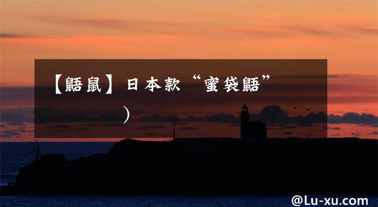 【鼯鼠】日本款“蜜袋鼯”ヾﾉ≧∀≦)文章配图