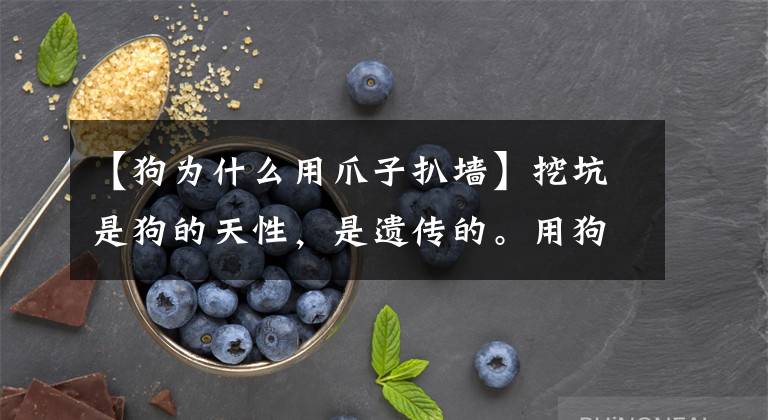 【狗为什么用爪子扒墙】挖坑是狗的天性，是遗传的。用狗的前爪削瓷砖是什么意思？文章配图