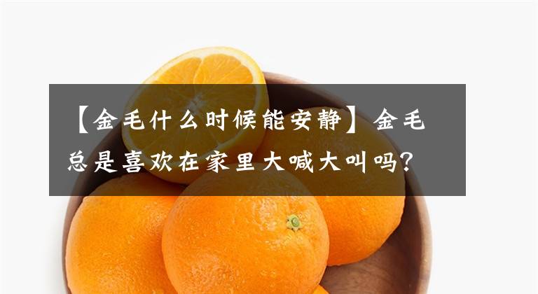 【金毛什么时候能安静】金毛总是喜欢在家里大喊大叫吗？那是主人没有告诉狗的，危险的话你面对就行了。文章配图