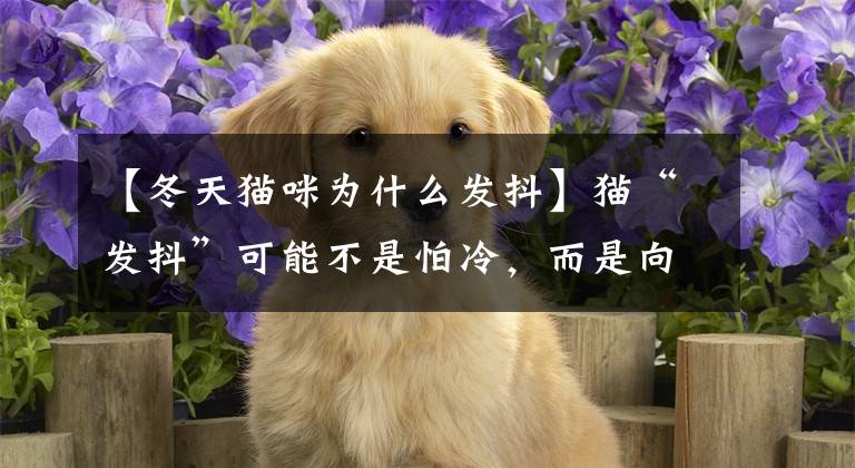 【冬天猫咪为什么发抖】猫“发抖”可能不是怕冷，而是向你求助文章配图