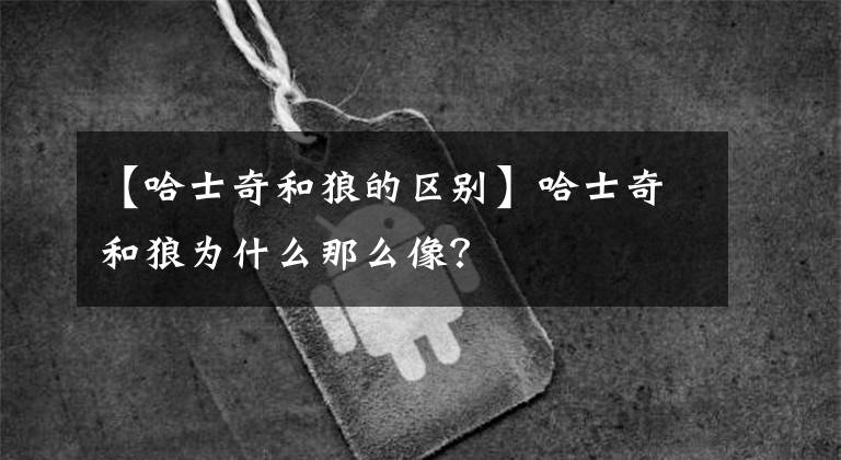 【哈士奇和狼的区别】哈士奇和狼为什么那么像？