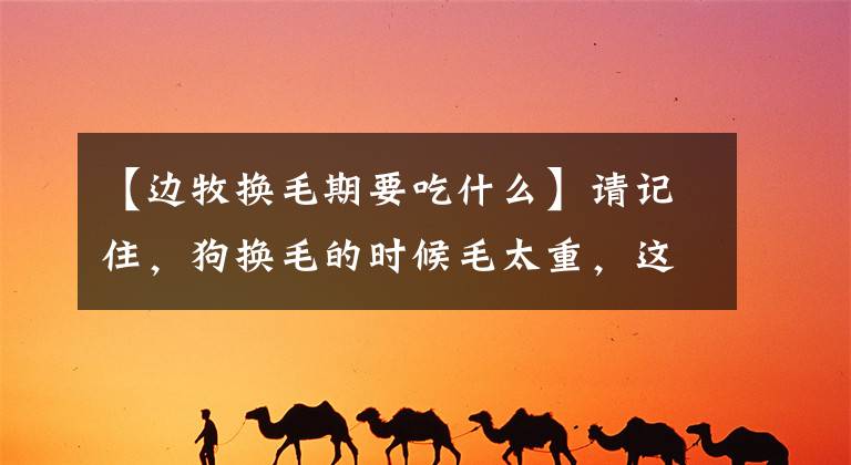 【边牧换毛期要吃什么】请记住，狗换毛的时候毛太重，这几种方法不用担心。文章配图