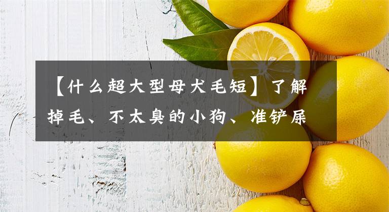 【什么超大型母犬毛短】了解掉毛、不太臭的小狗、准铲屎官——大型犬。文章配图