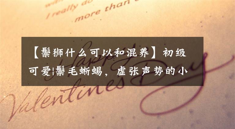 【鬃狮什么可以和混养】初级可爱|鬃毛蜥蜴，虚张声势的小“狮子”，黏人的小可爱。文章配图
