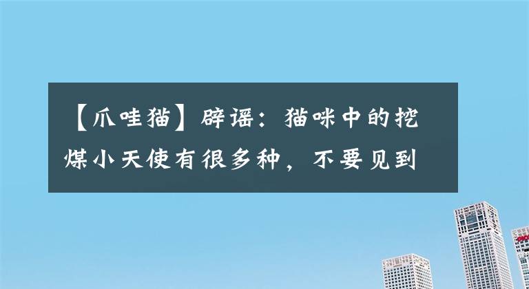 【爪哇猫】辟谣：猫咪中的挖煤小天使有很多种，不要见到黑脸就叫暹罗猫哦！