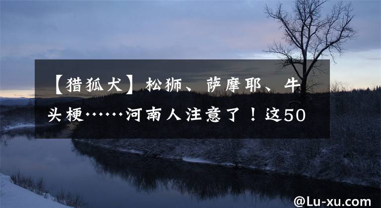 【猎狐犬】松狮、萨摩耶、牛头梗……河南人注意了！这50种犬只或将不能养！