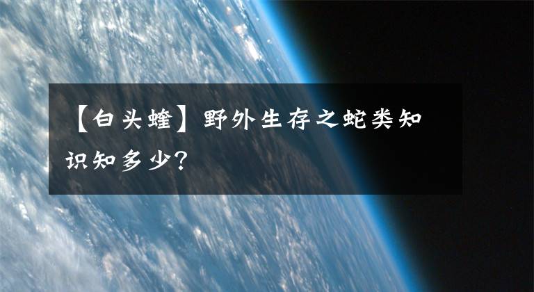 【白头蝰】野外生存之蛇类知识知多少？