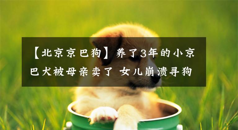 【北京京巴狗】养了3年的小京巴犬被母亲卖了 女儿崩溃寻狗 因为它有“病”