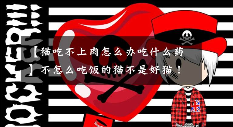 【猫吃不上肉怎么办吃什么药】不怎么吃饭的猫不是好猫！猫不喜欢吃饭，请试试这几种方法文章配图