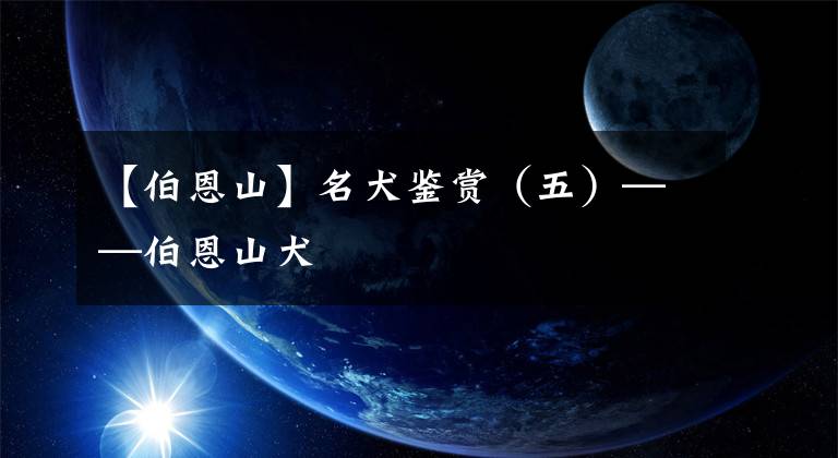 【伯恩山】名犬鉴赏（五）——伯恩山犬