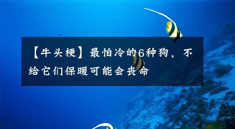 【牛头梗】最怕冷的6种狗，不给它们保暖可能会丧命文章配图
