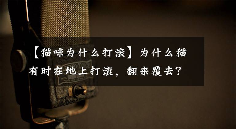 【猫咪为什么打滚】为什么猫有时在地上打滚，翻来覆去？文章配图