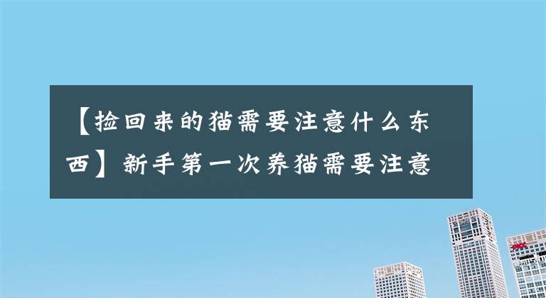 【捡回来的猫需要注意什么东西】新手第一次养猫需要注意什么，需要准备什么？