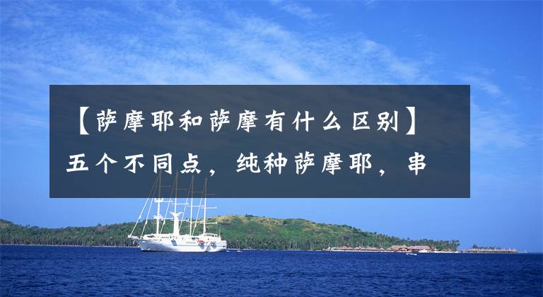 【萨摩耶和萨摩有什么区别】五个不同点，纯种萨摩耶，串行萨摩耶！文章配图