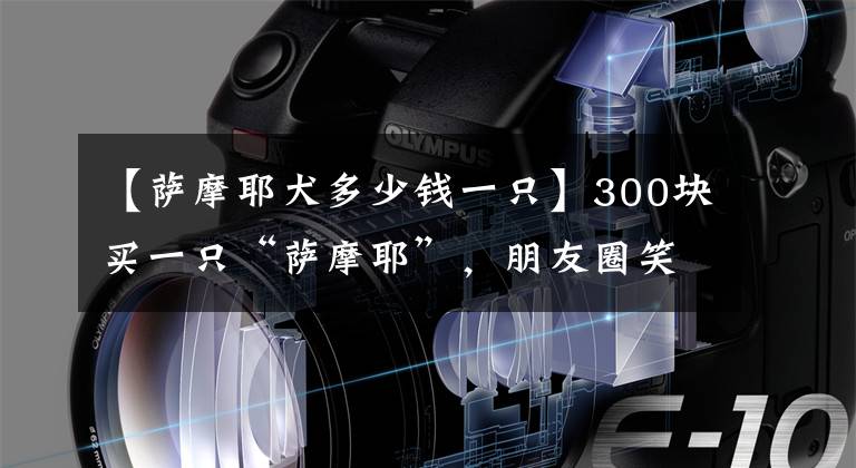 【萨摩耶犬多少钱一只】300块买一只“萨摩耶”，朋友圈笑炸了