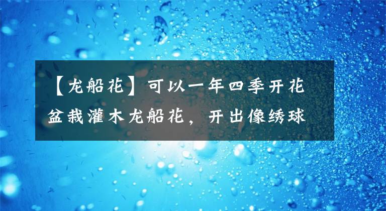 【龙船花】可以一年四季开花盆栽灌木龙船花，开出像绣球般的花朵