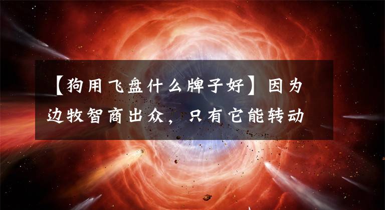 【狗用飞盘什么牌子好】因为边牧智商出众，只有它能转动圆盘吗？金毛等狗对此不服文章配图