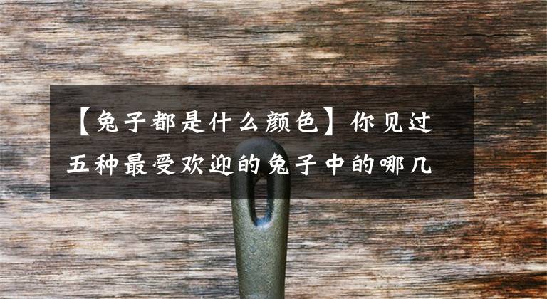 【兔子都是什么颜色】你见过五种最受欢迎的兔子中的哪几种？文章配图