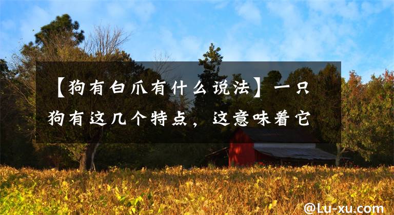 【狗有白爪有什么说法】一只狗有这几个特点，这意味着它是一个非常“旺盛的家”文章配图