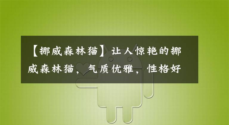 【挪威森林猫】让人惊艳的挪威森林猫，气质优雅，性格好