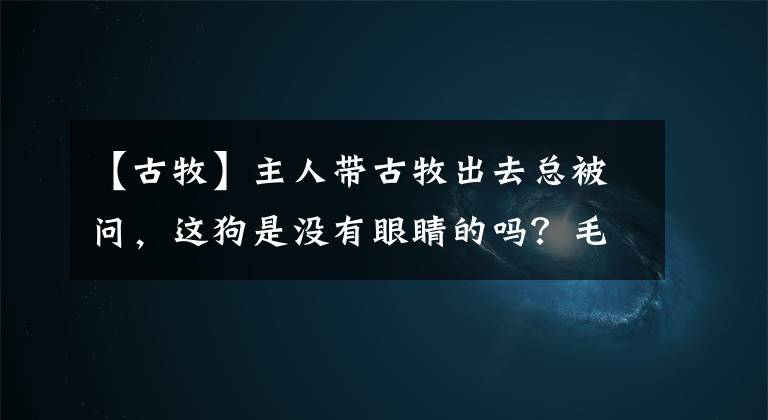 【古牧】主人带古牧出去总被问，这狗是没有眼睛的吗？毛太长也很无奈呀！