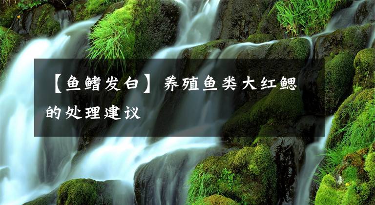 【鱼鳍发白】养殖鱼类大红鳃的处理建议