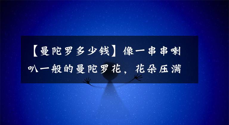 【曼陀罗多少钱】像一串串喇叭一般的曼陀罗花，花朵压满了枝头，朋友说不能随便碰