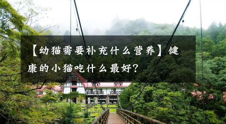 【幼猫需要补充什么营养】健康的小猫吃什么最好？文章配图