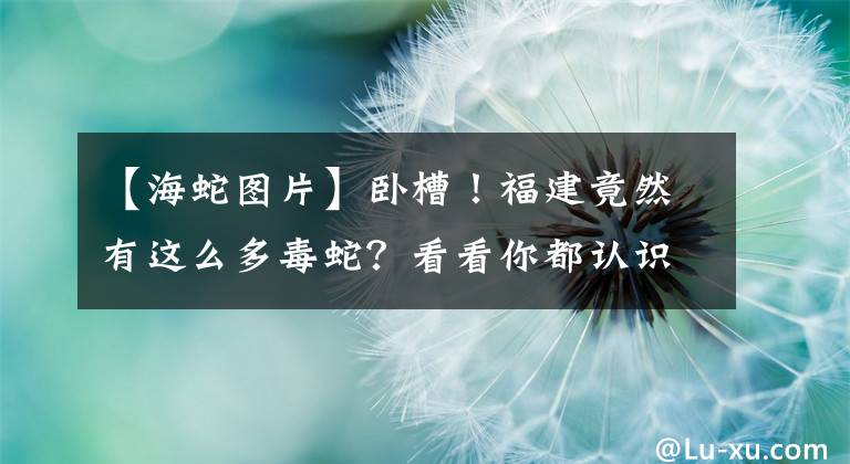 【海蛇图片】卧槽！福建竟然有这么多毒蛇？看看你都认识几种？