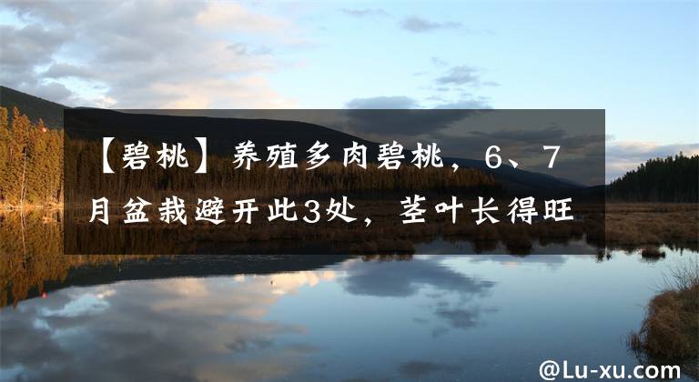 【碧桃】养殖多肉碧桃，6、7月盆栽避开此3处，茎叶长得旺、染色美